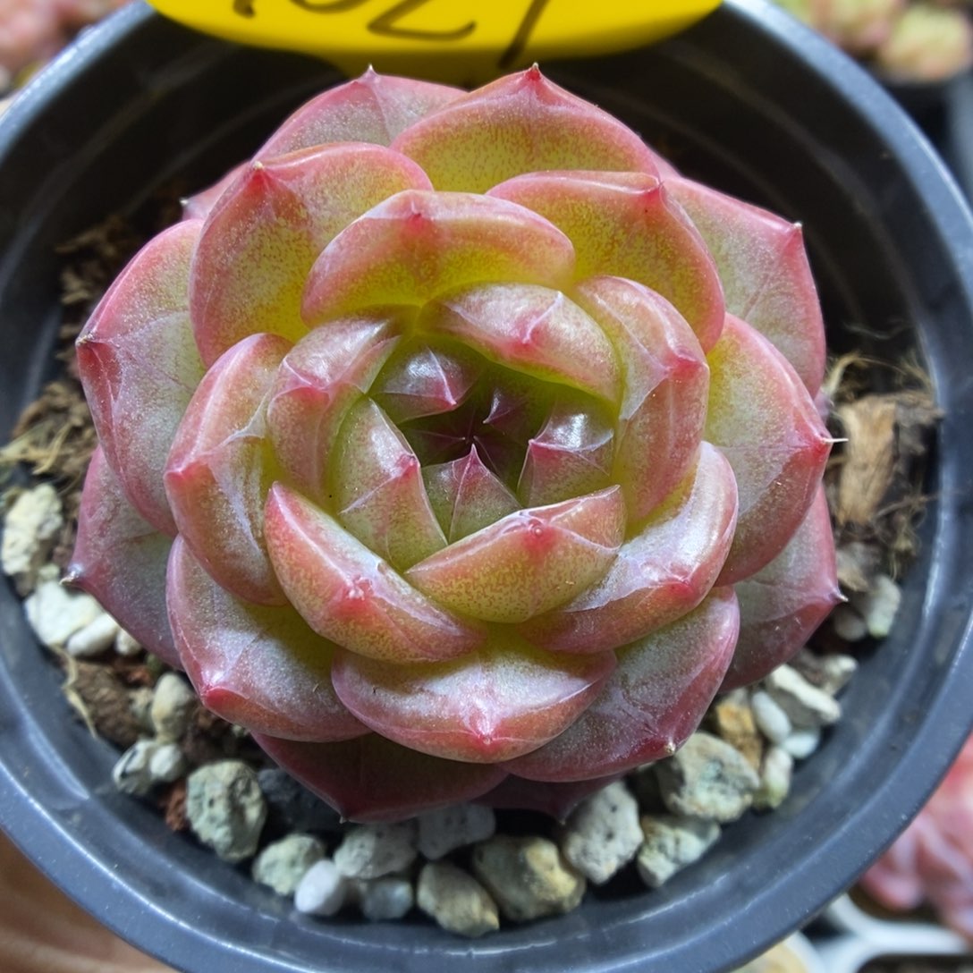 魅影珍妮可拍1027号