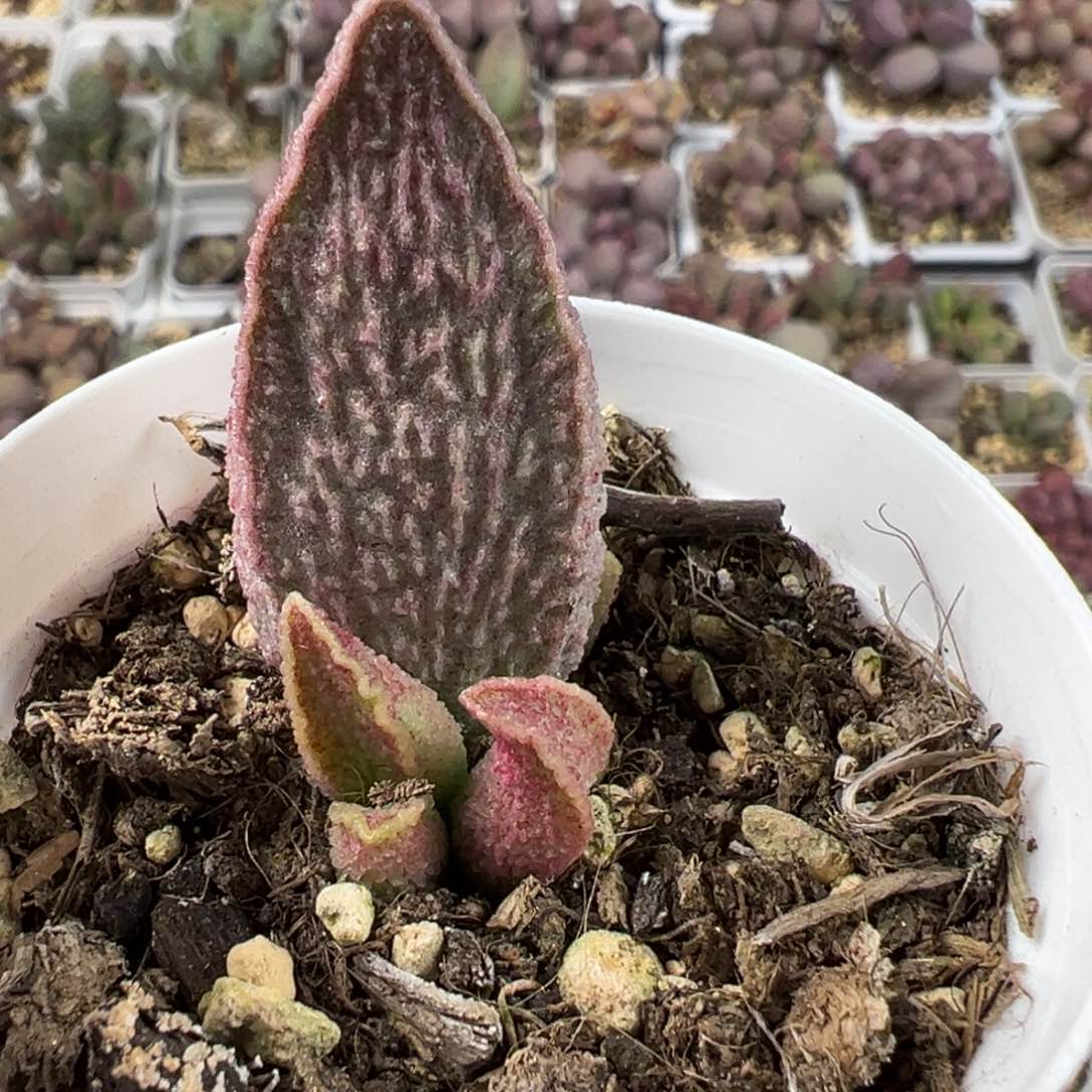 粉红猪肝多肉植物水泡