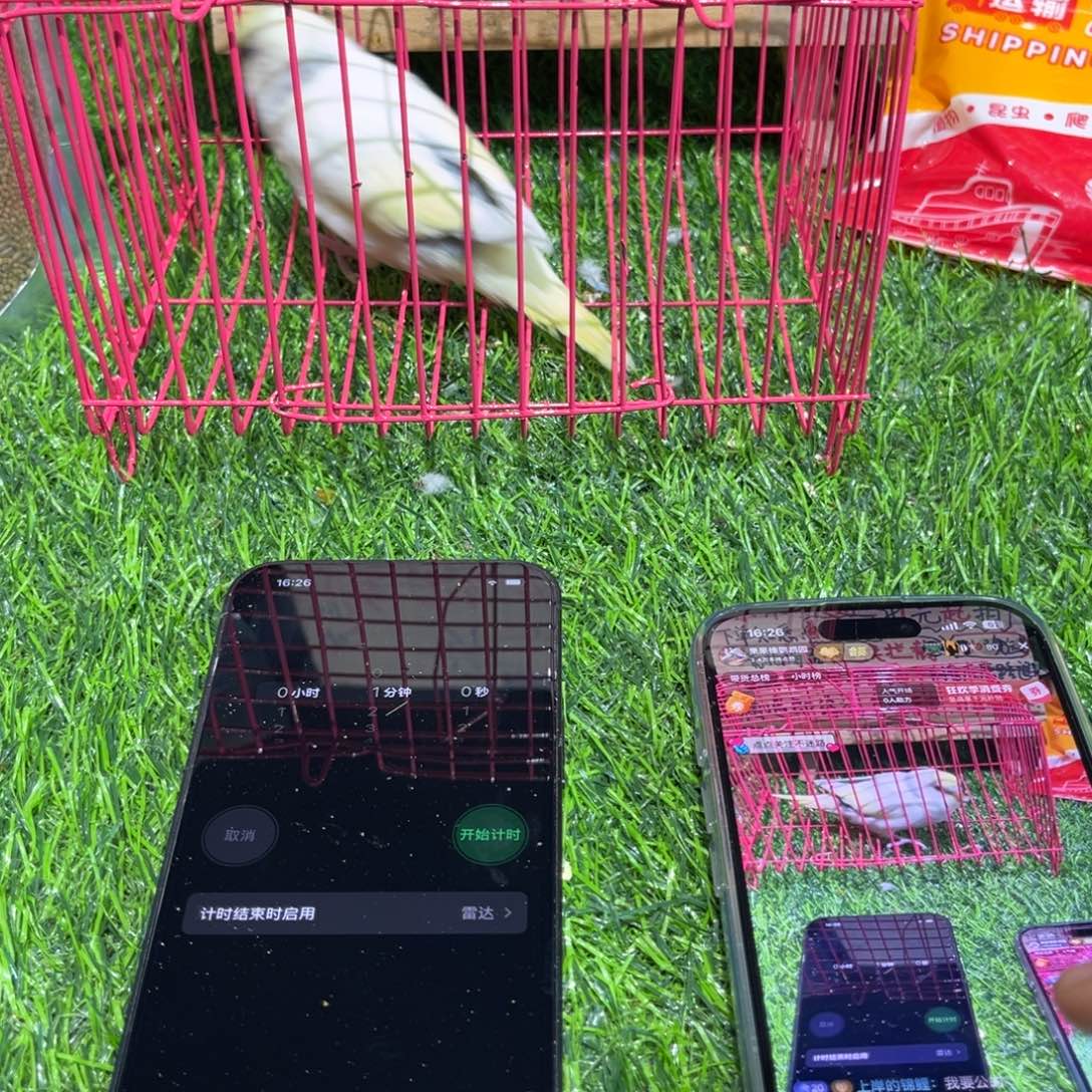 ****星虎皮鹦鹉金彩虎皮鹦鹉一只，一物一拍不退换竞拍