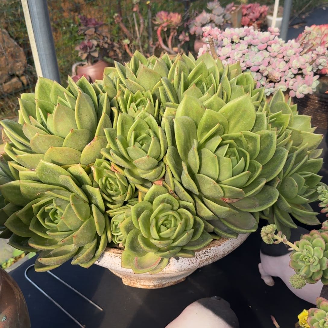 香****2901翠花凡艺多肉