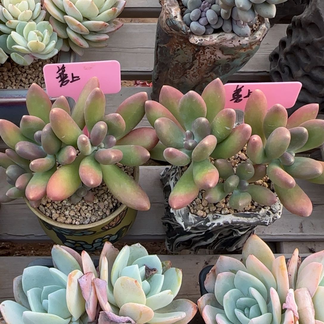 芒果奶酪五十包邮