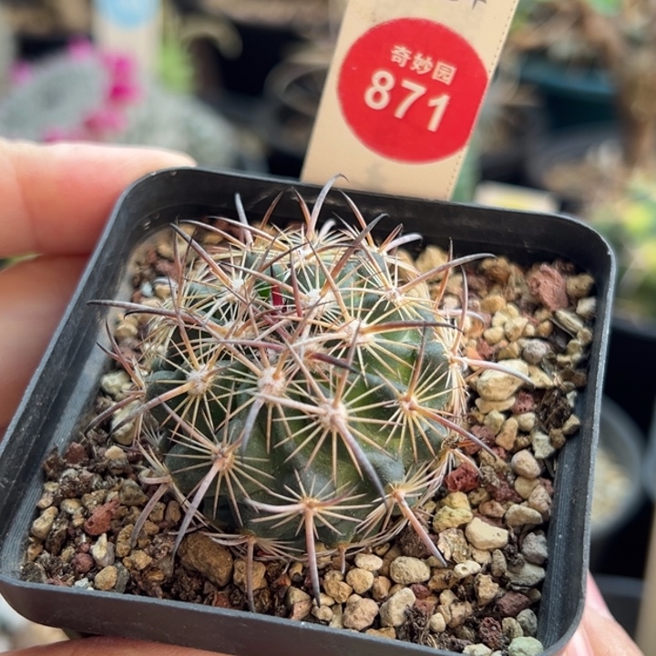 实生豪刺琥爪玉一棵仙人球