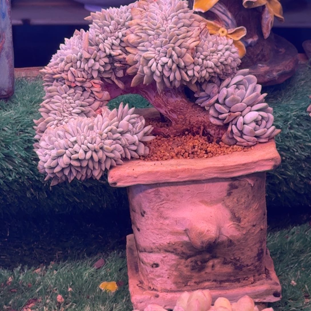 X**?星影树缀无砍多肉