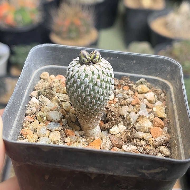 精巧殿实生球一颗