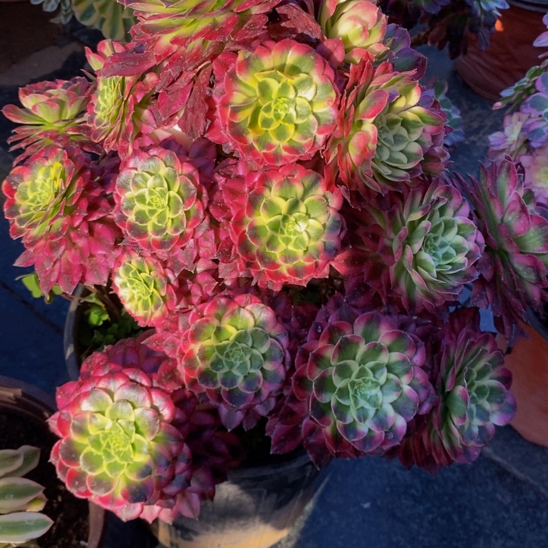 团**?多肉植物法师系列