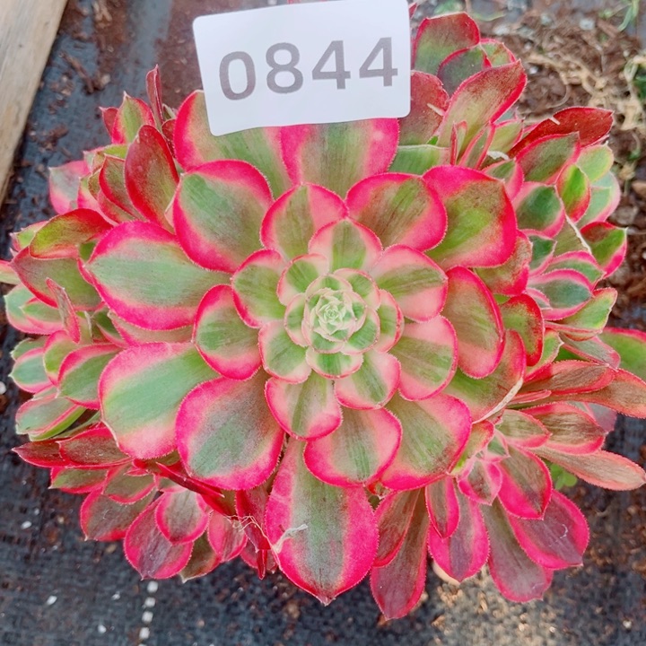 孔雀翎多肉发货发货