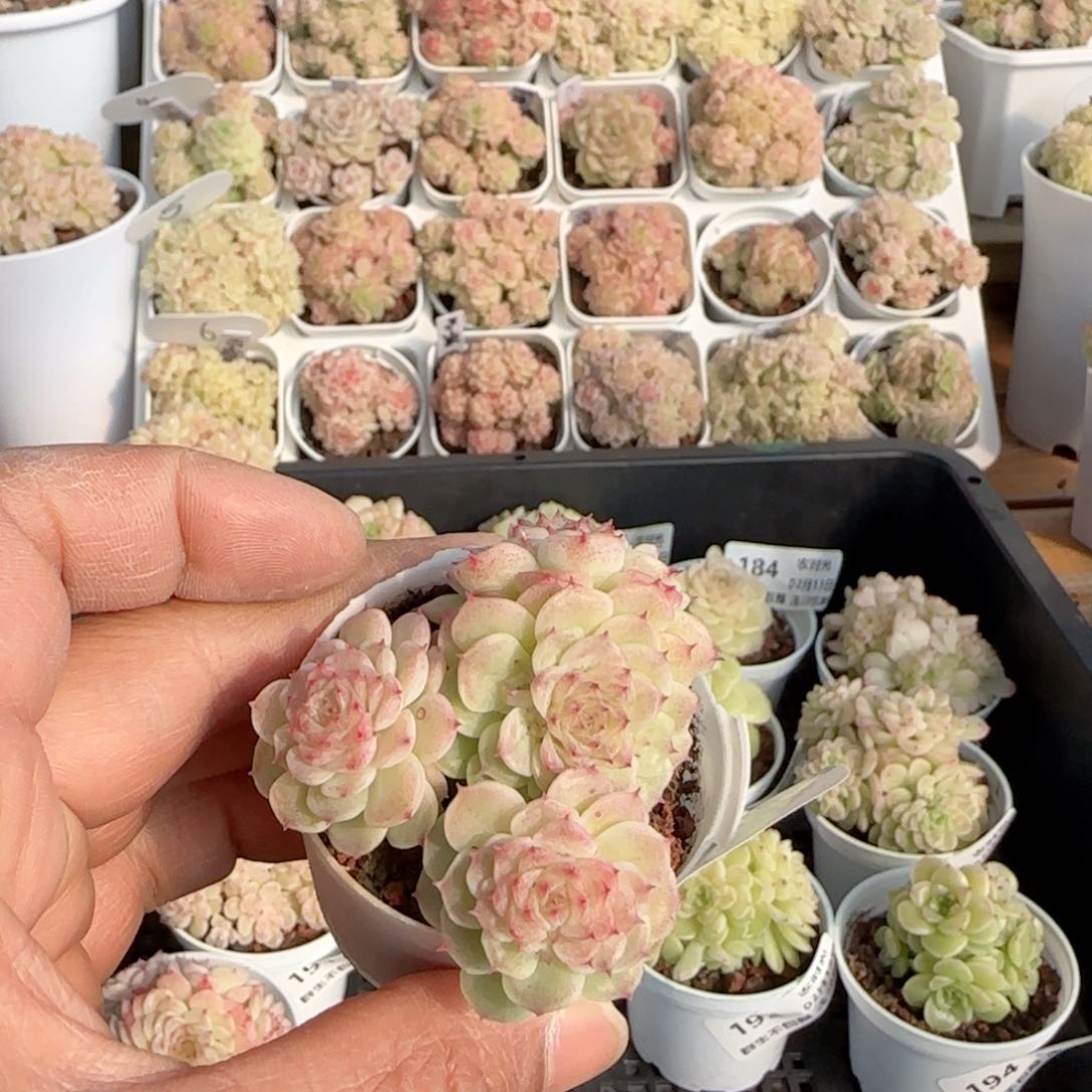 【闪购商品】0213-197优选麦杆