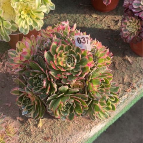 637海王手捧多肉