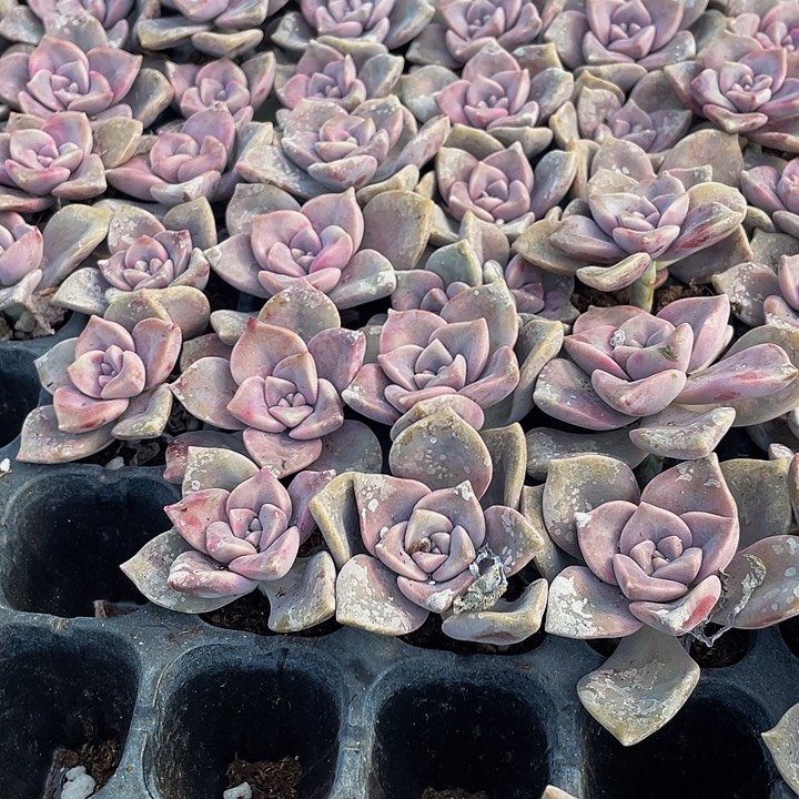 小紫乐1元带土发货