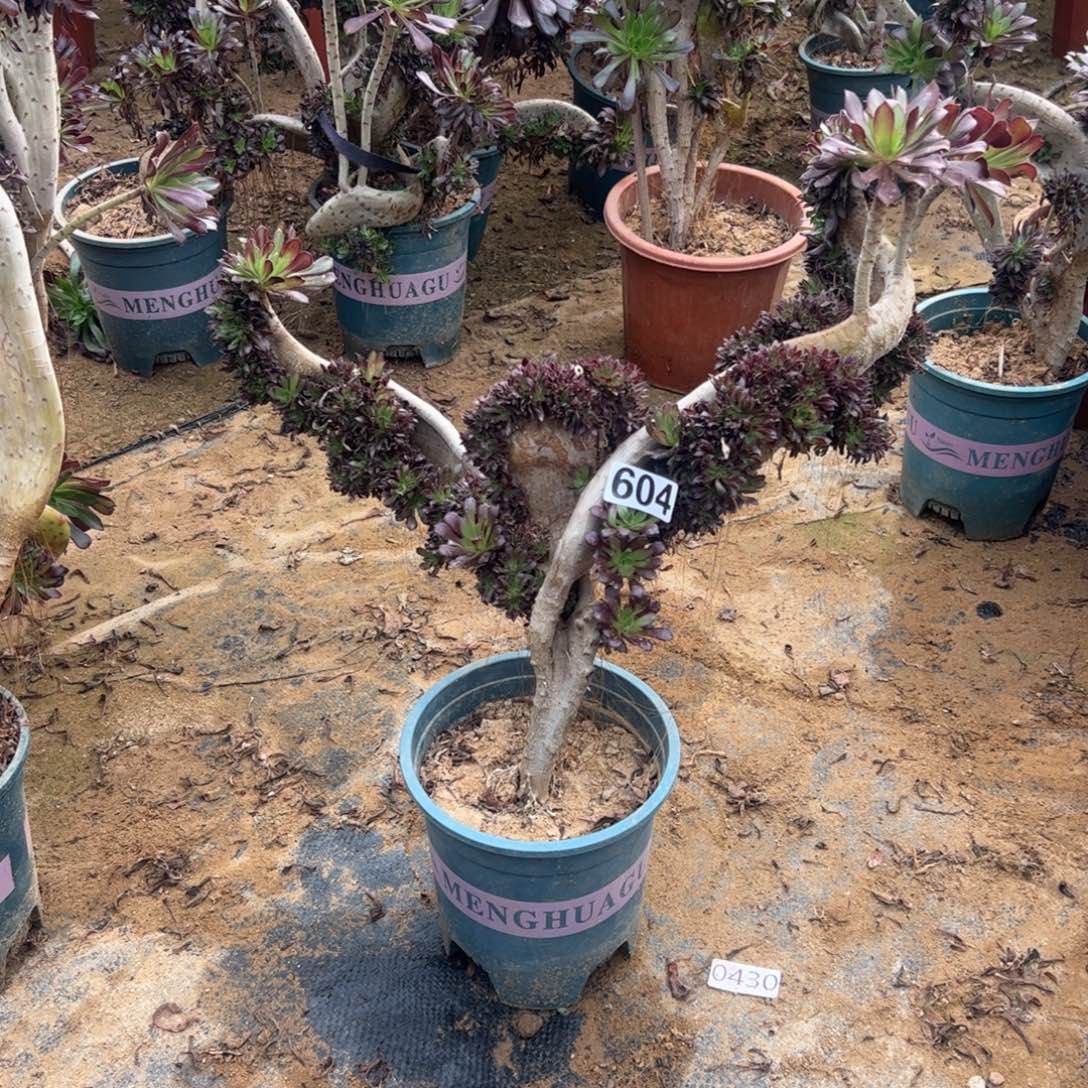 伤多妖翅膀604宽高43