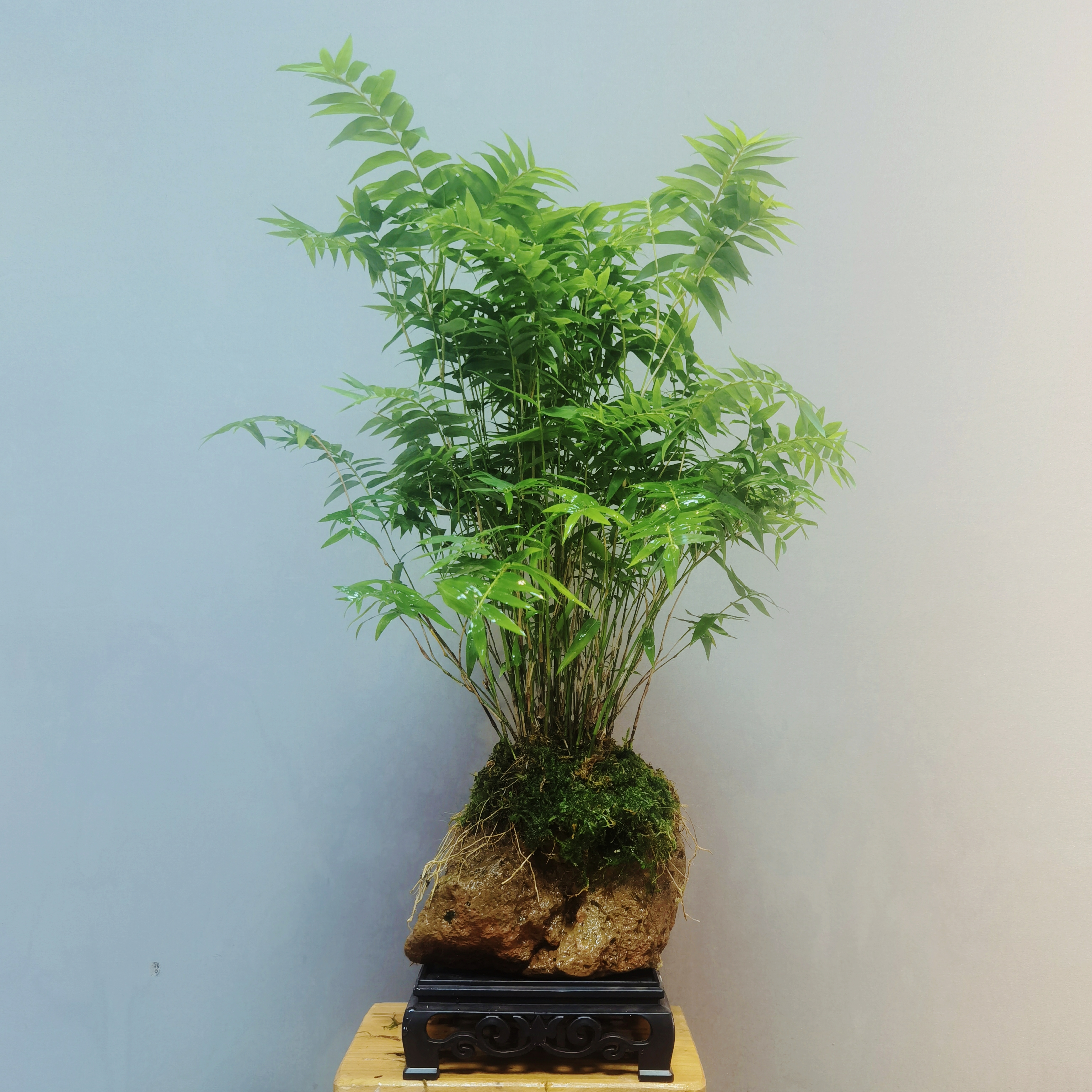 大枞林翡翠观音竹配带吸水石送底座适合茶桌办公桌学习桌水培绿植