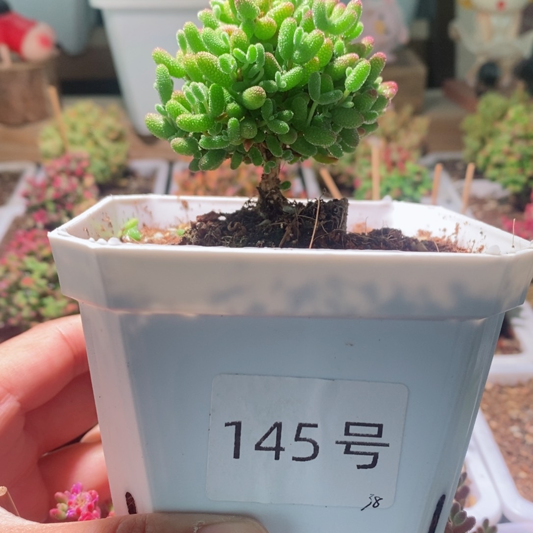 金桔带盆土发货一物一拍