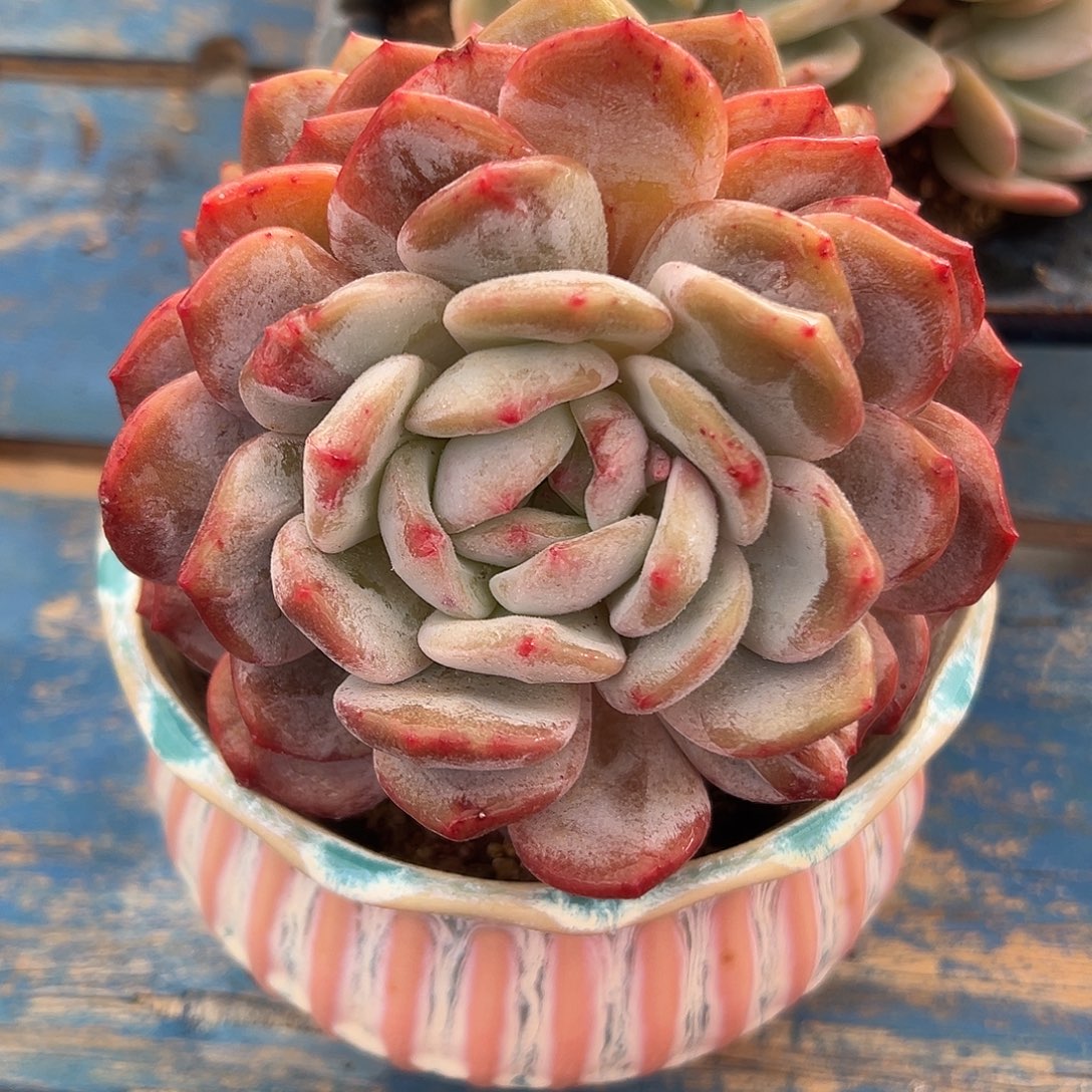 星影石化各一头多肉植物