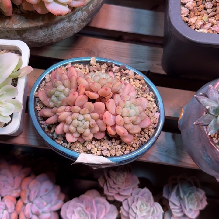 百搭翡翠多肉植物yinjinjinjin