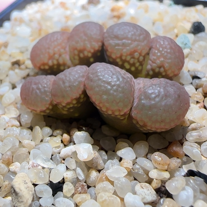 多肉植物紫黑泡泡风铃21号