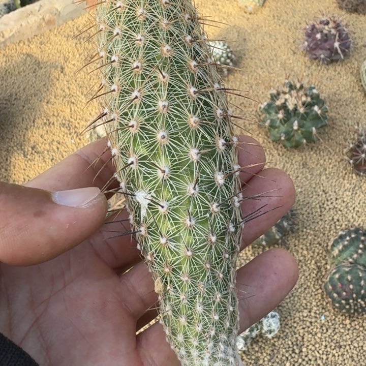 赤岭丸有根66666666