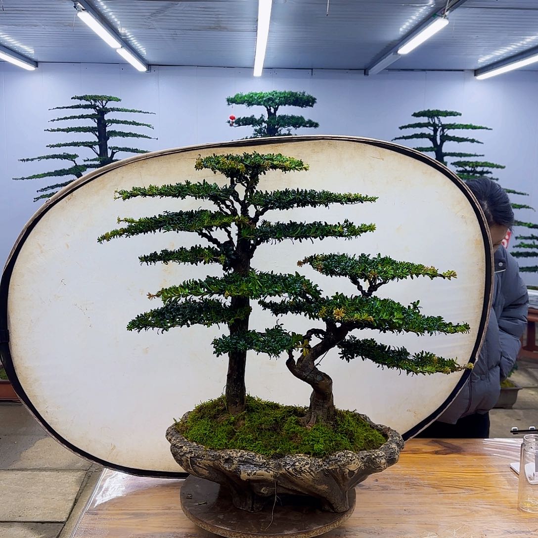 无花朵盆景直播间一物一拍