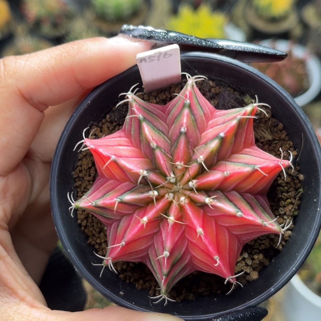 A516    带盆土发货