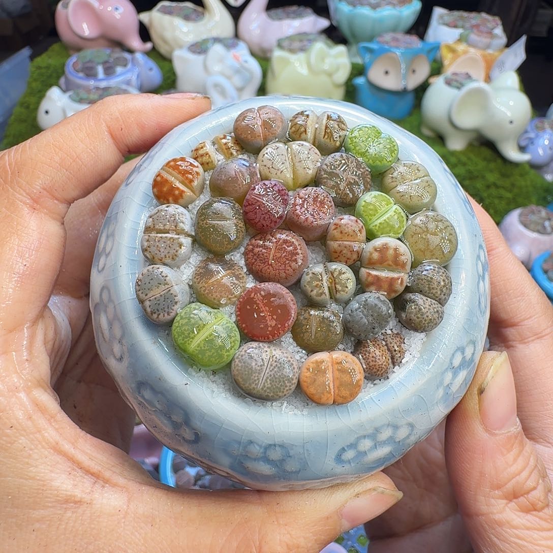 多肉植物福利冲634