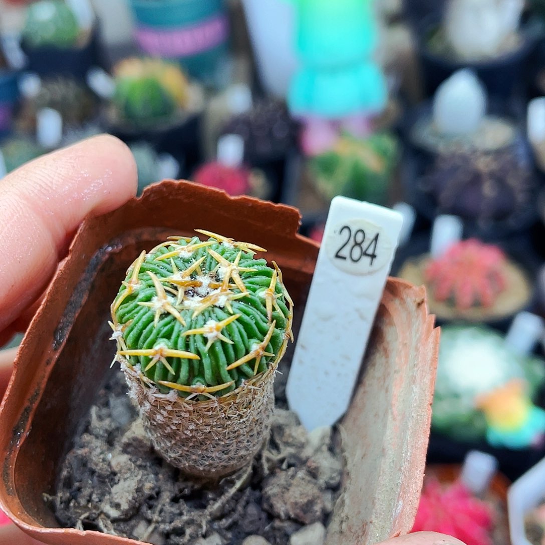 太刀岚非偏远地区满25包邮仙人球