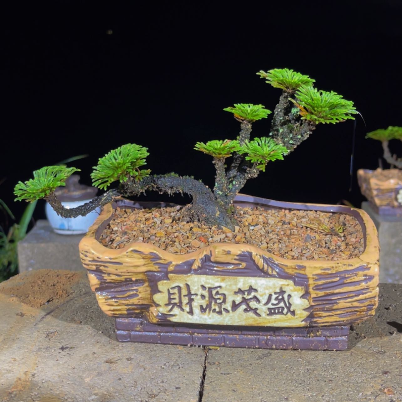 【闪购商品】完全开放