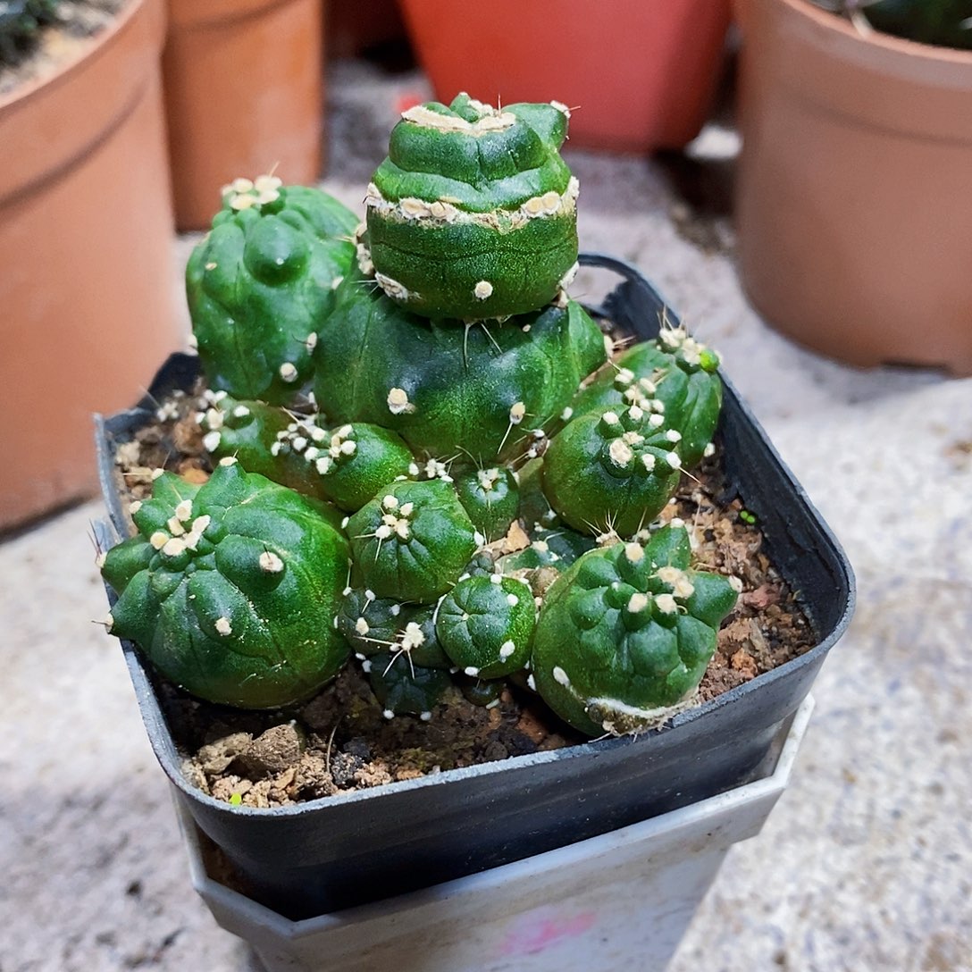 石化111111111111111111个