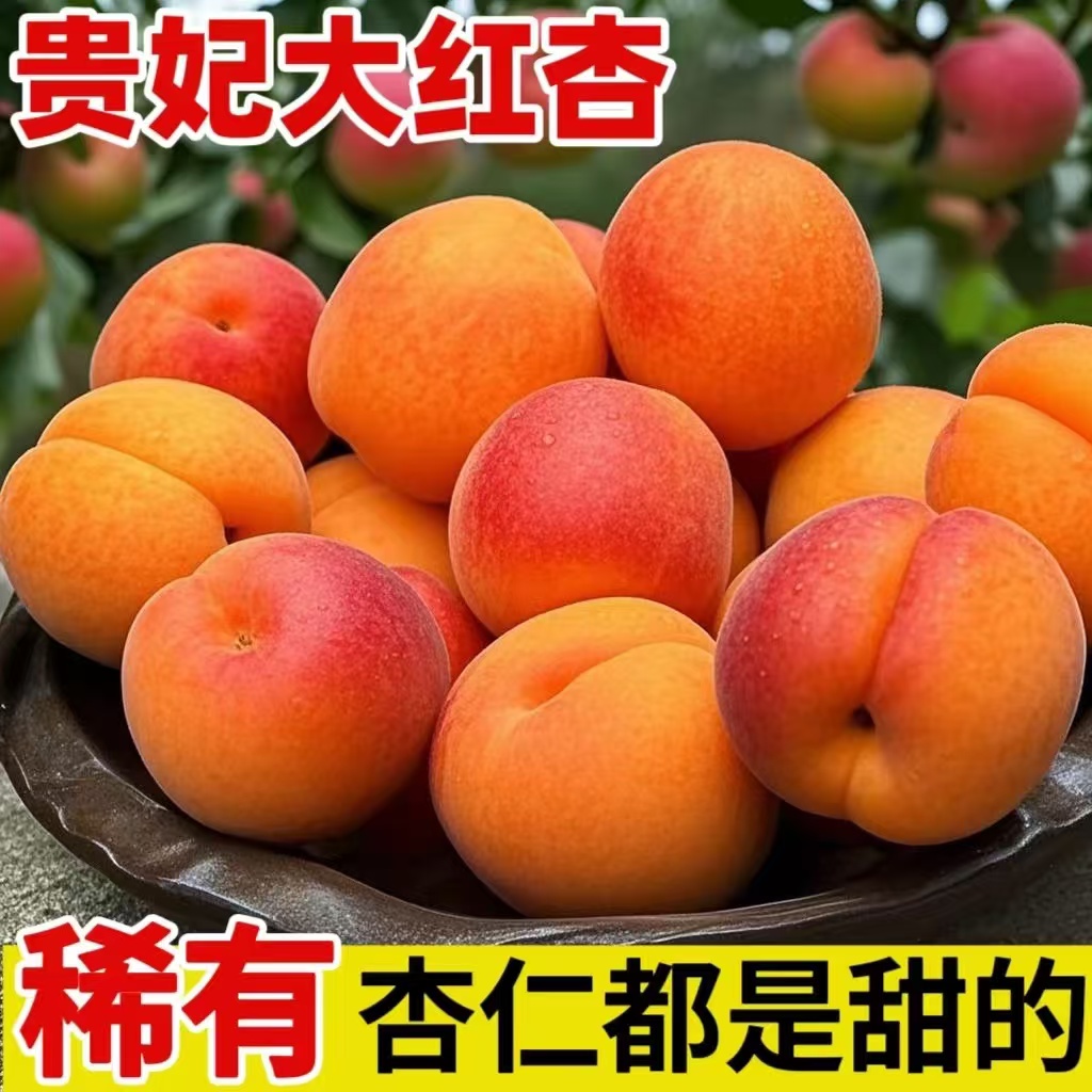 山西正宗贵妃红杏头茬现摘新鲜水果清甜多汁