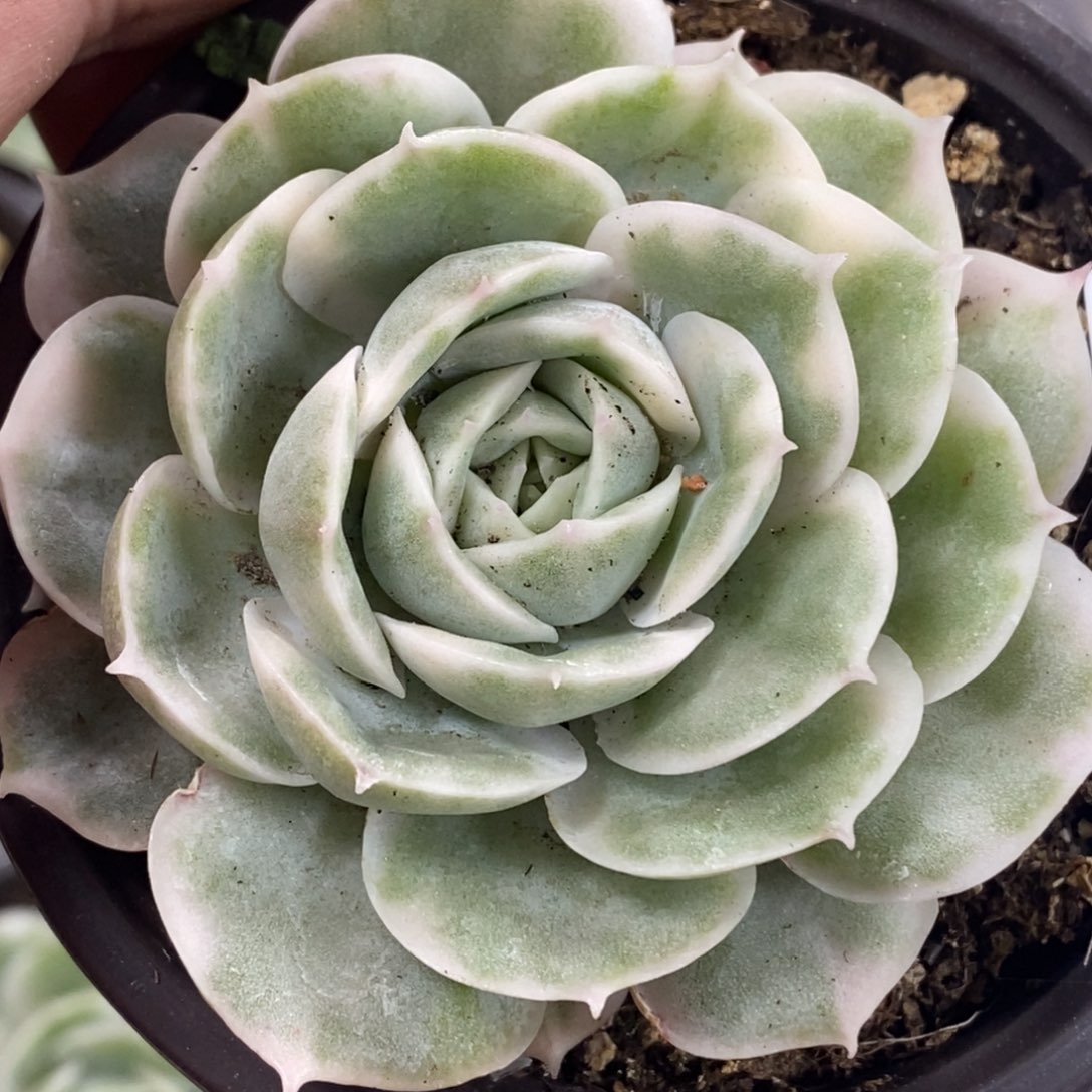 852昂斯诺锦单头带根