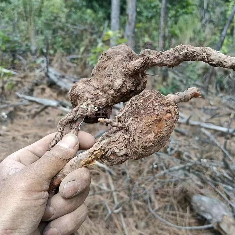 云南现挖野生山货一物一拍