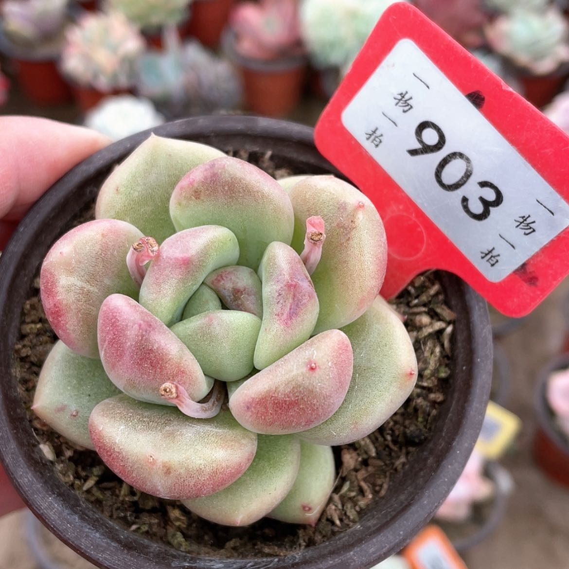 【闪购商品】世**源903号
