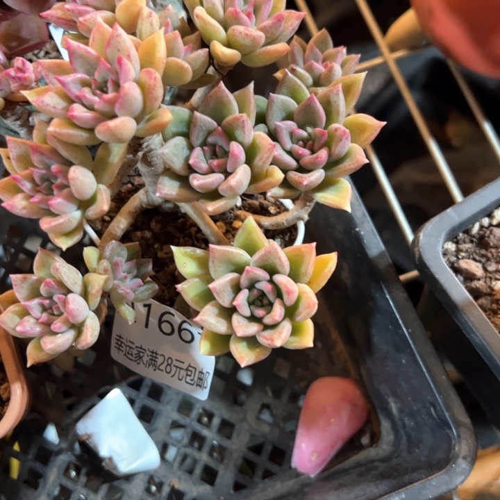 幸运的是我的朋友们