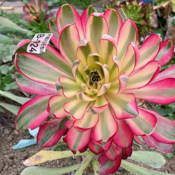 924烈焰嫁接不包掉头12345678