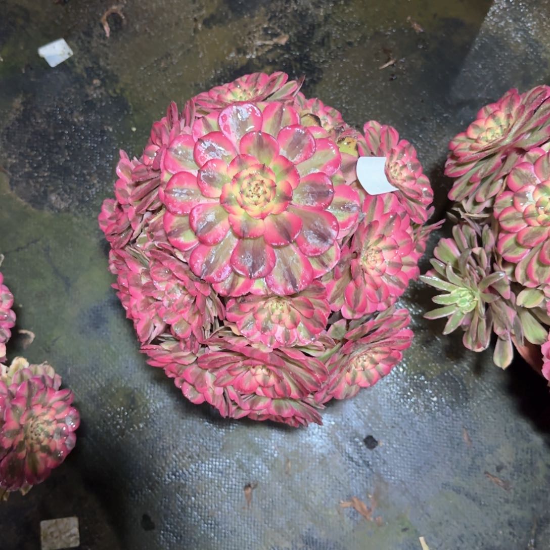 粉霞85法师多肉植物