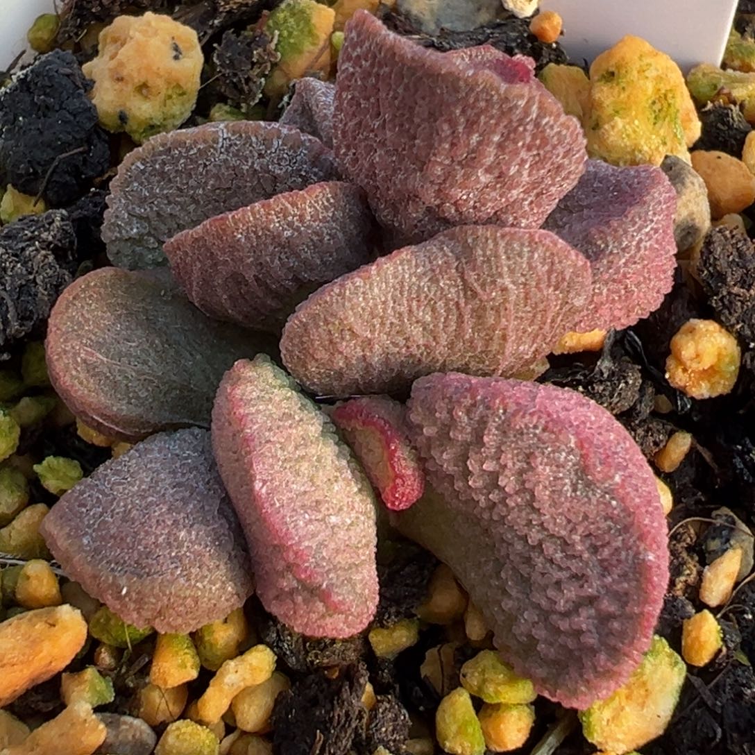 21红色腰子形实生新品