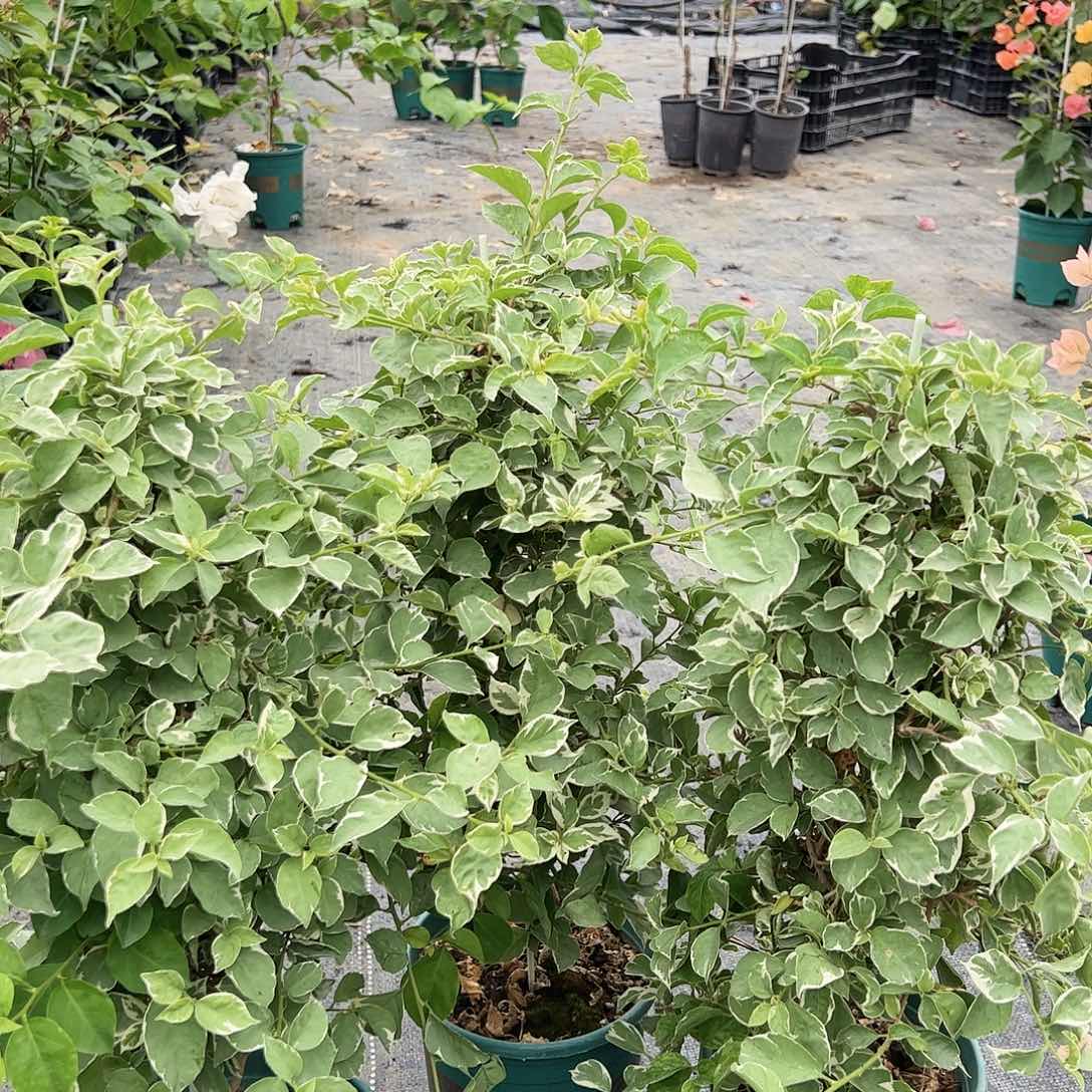 当前无花栽培后可以开花少女心一颗