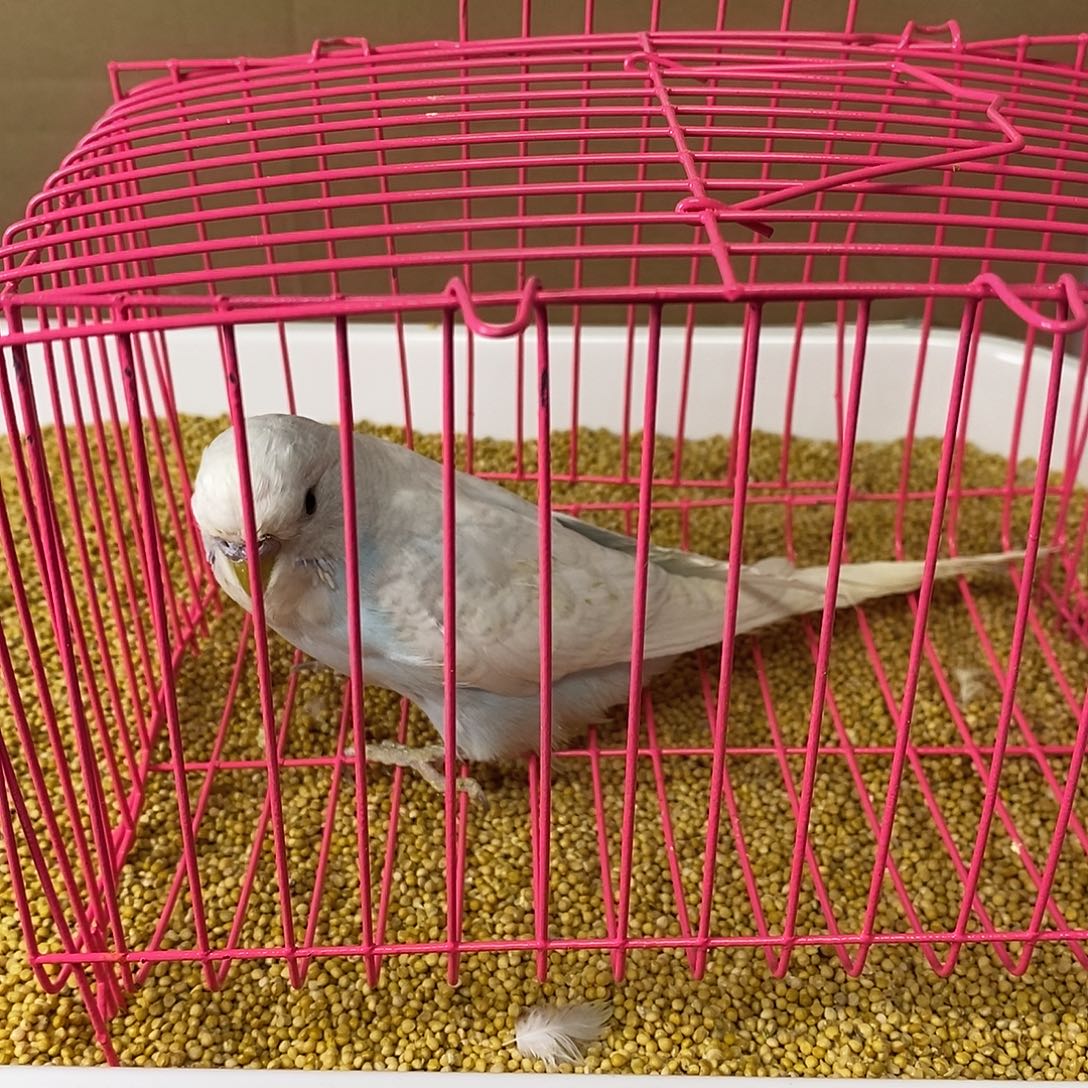 虎皮鹦鹉大头虎皮