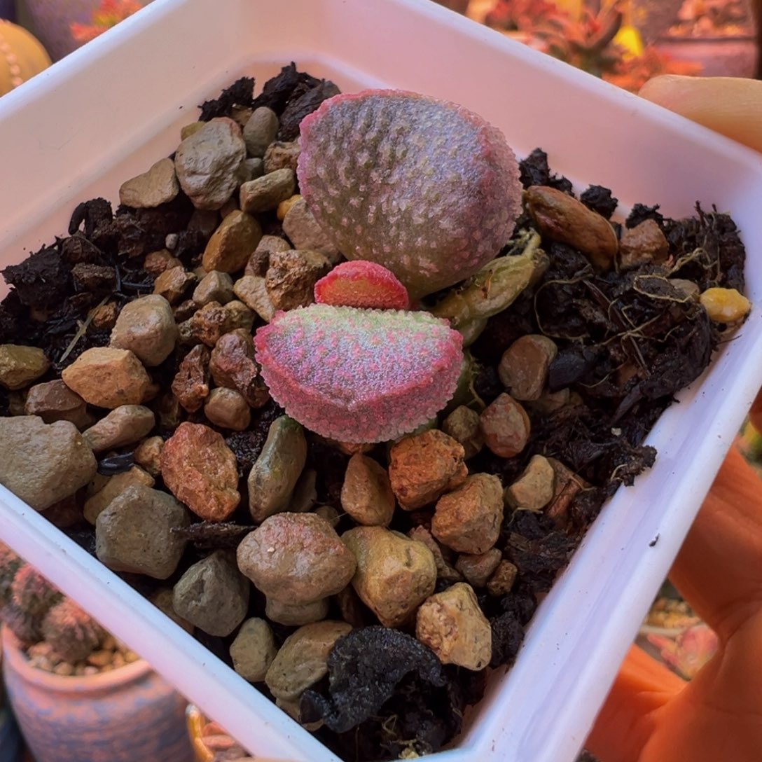 一物一拍，感谢支持