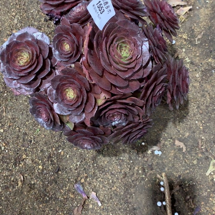 1553红魔多肉植物