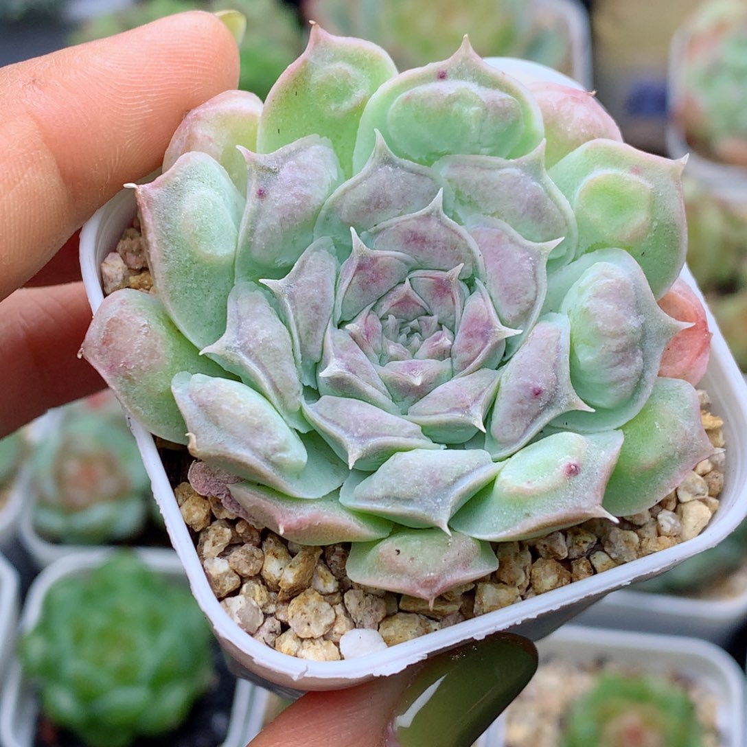 58包邮  群生不包整瘤财46