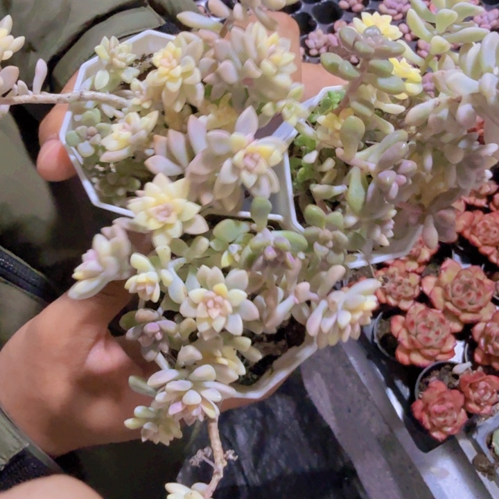 姬秋丽锦三盆无售后一组