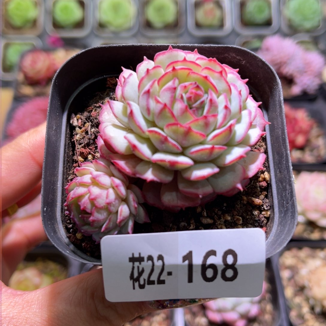 花利美22-168小红船