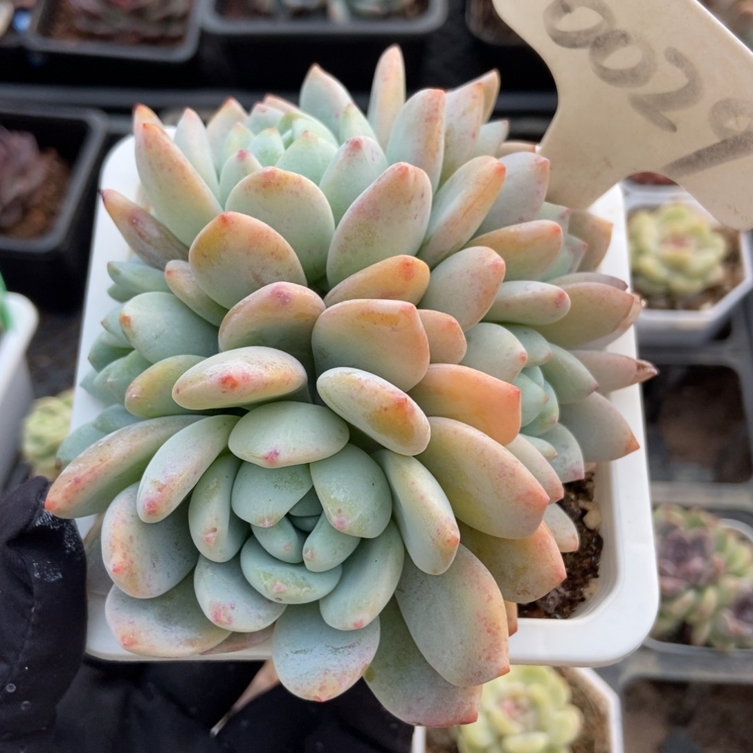 6029冷香多肉植物保护