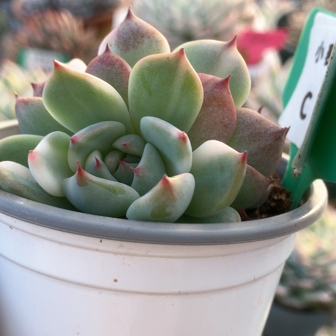 722锦锦锦锦锦锦锦