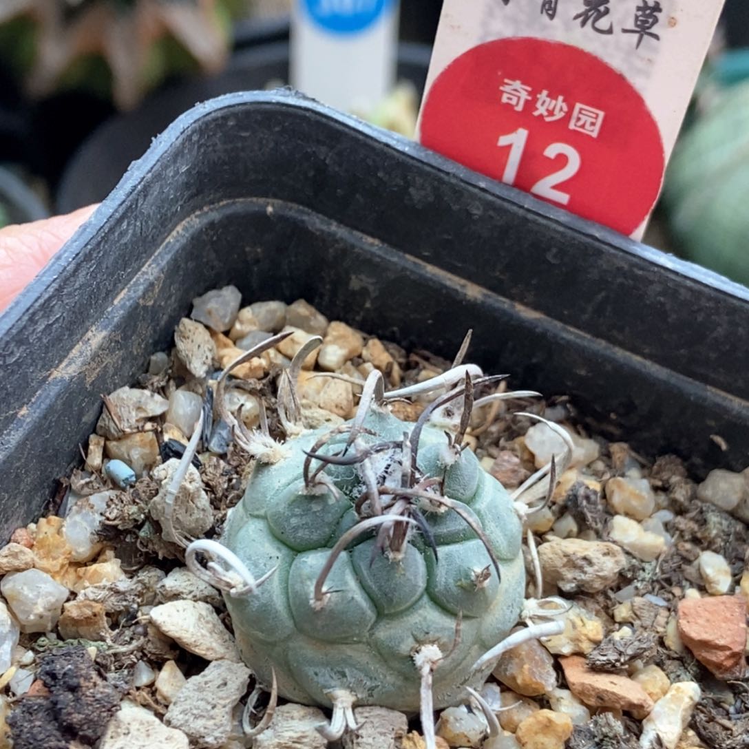 实生优选曲刺碳刺娇丽2.4cm