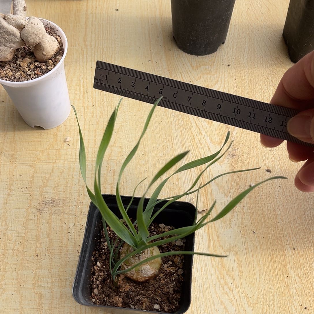 宽叶弹簧草一物一拍