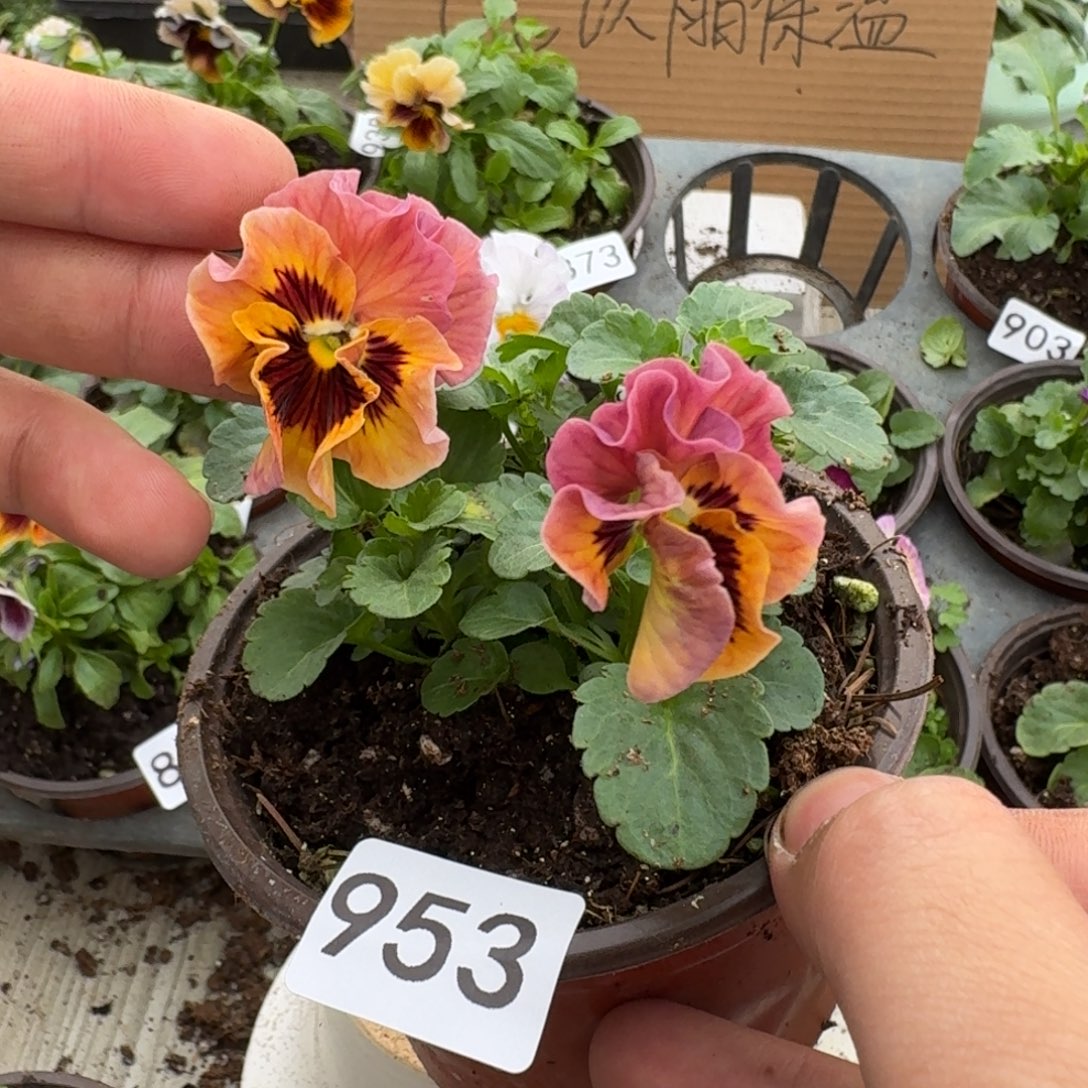 大部分花苞少量开放953