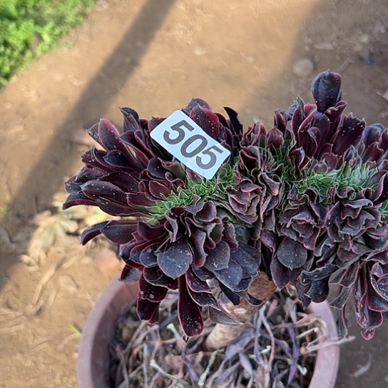 Z***Y多肉植物一类欧嘉莉