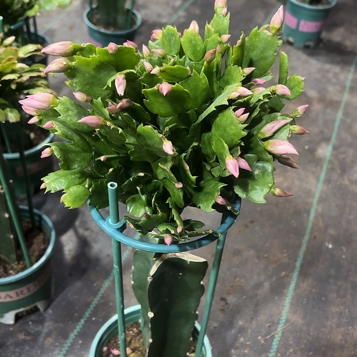 安***在当前无花栽培后可以开花