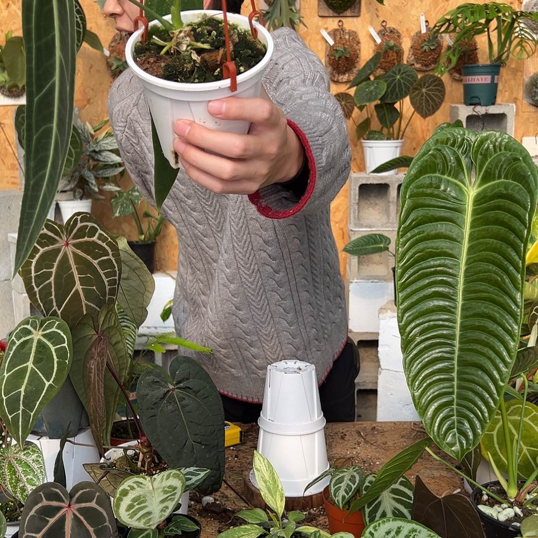 完全开放火鹤后花烛