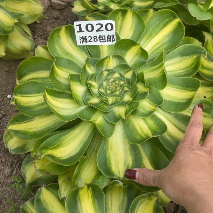 善***言1020三号棚大暴君多肉